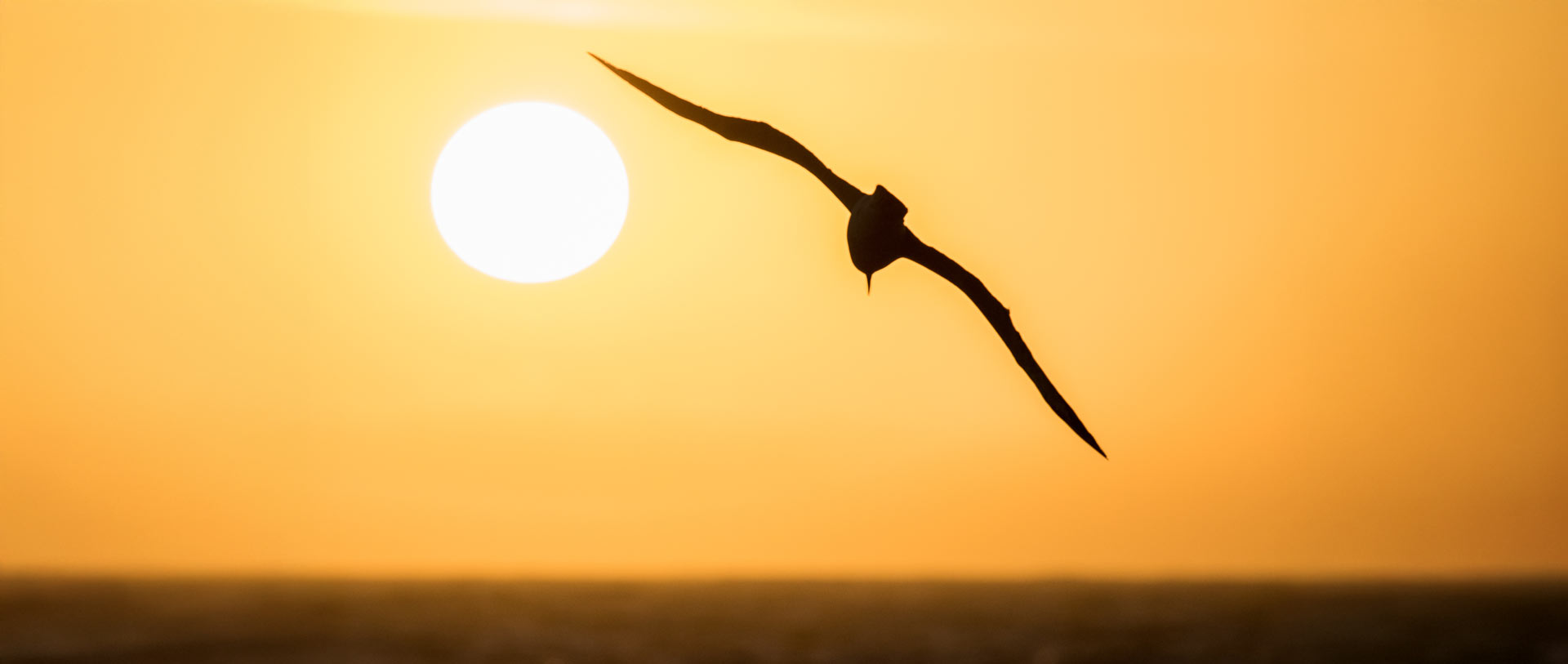 Fischerei Sonnenuntergang mit Möwe